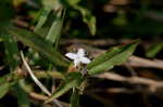 Virginia buttonweed